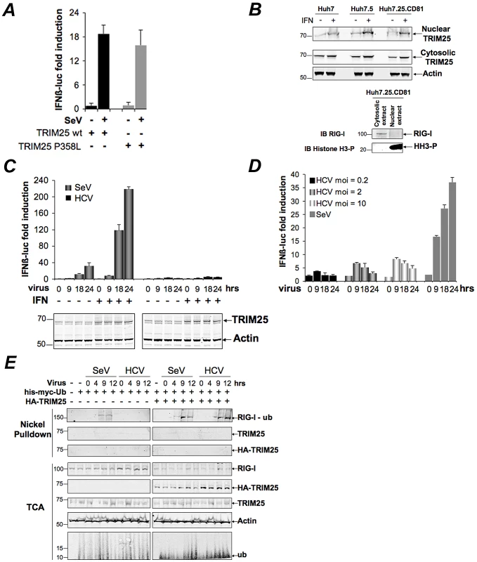 HCV infection negatively controls RIG-I ubiquitination.