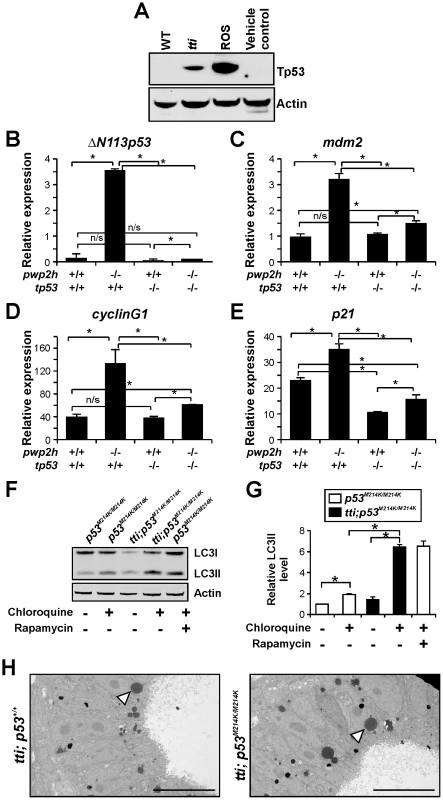 Autophagy in <i>tti<sup>s450</sup></i> larvae is not due to Tp53 activation.