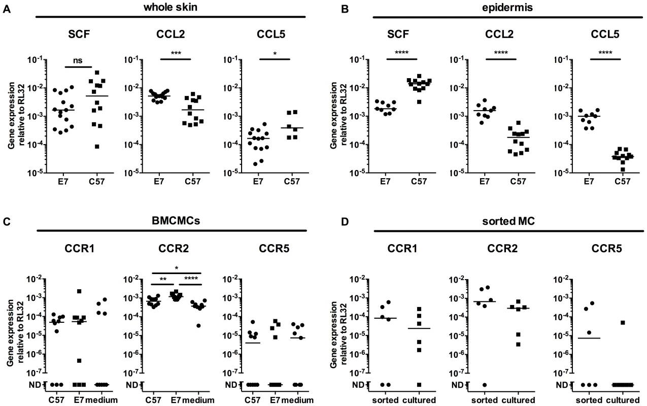 E7 epidermis produce CCL2 and CCL5 and MCs express the corresponding receptors.