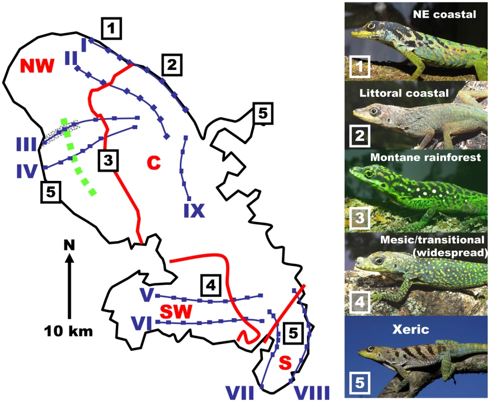 Precursor island regions, lineages, transects, and ecotone on Martinique.