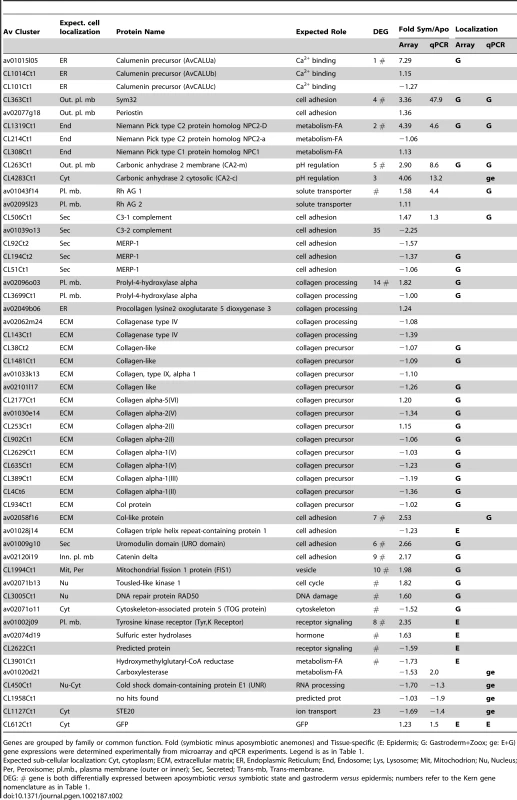 Examples of <i>A. viridis</i> genes up-regulated in the epidermis (E) or gastroderm (G).