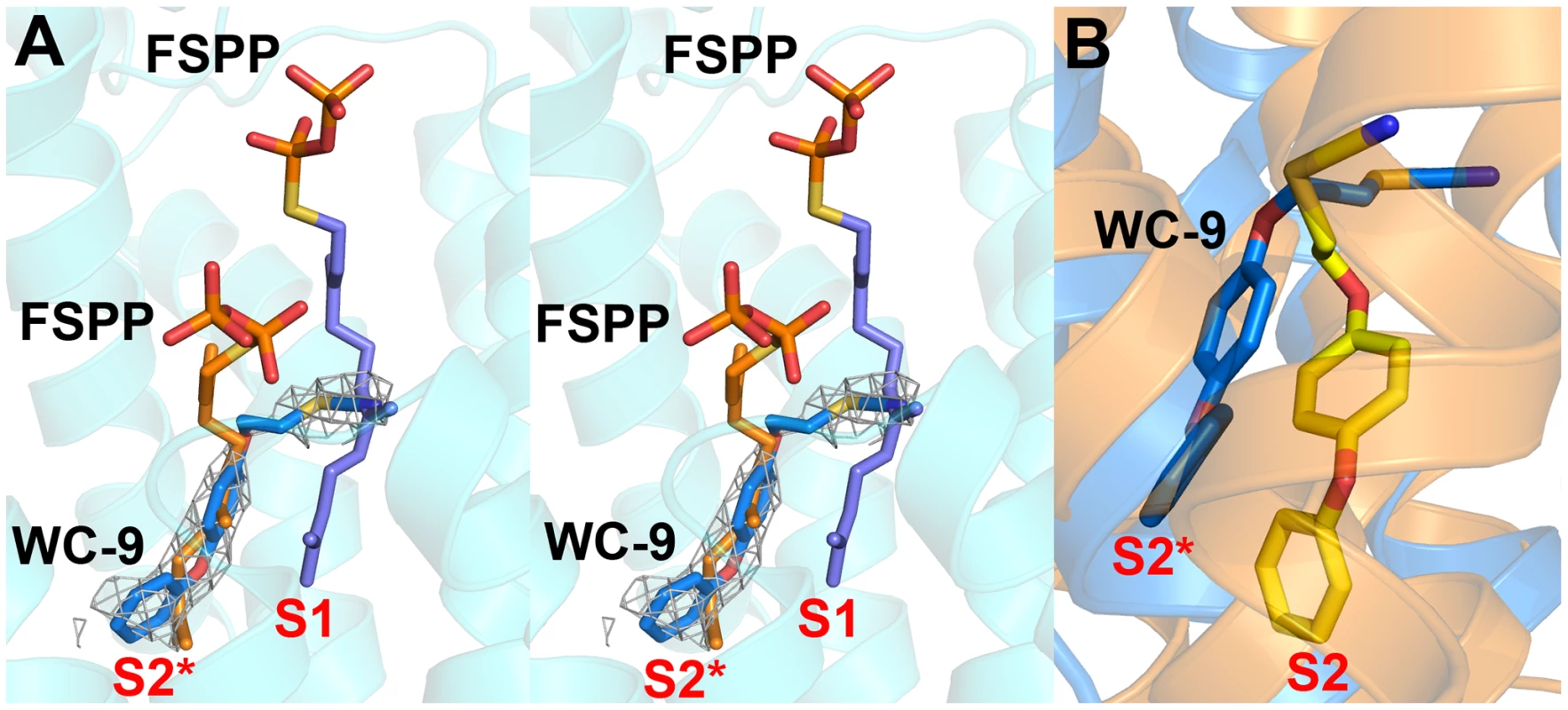 Structures of WC-9 bound to HsSQS and CrtM.