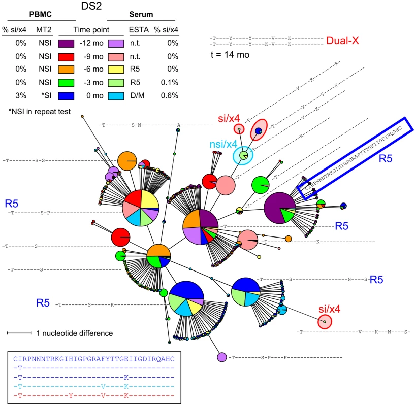 Relatively large variation among major nsi/r5 variants over time in subject DS2.