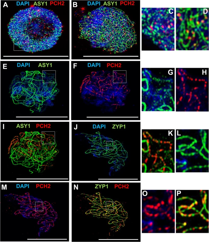 Immunolocalization of PCH2 in wild type Arabidopsis.
