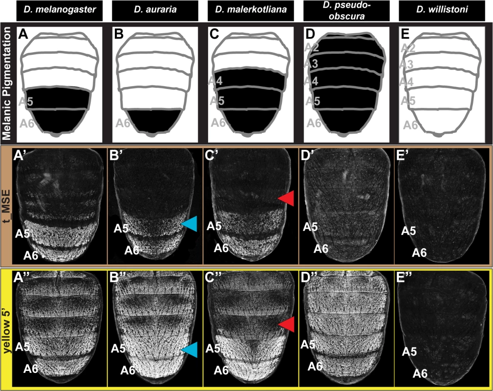 Tracing the ancestry and evolution of CREs that drive male-specific <i>tan</i> and <i>yellow</i> expression.