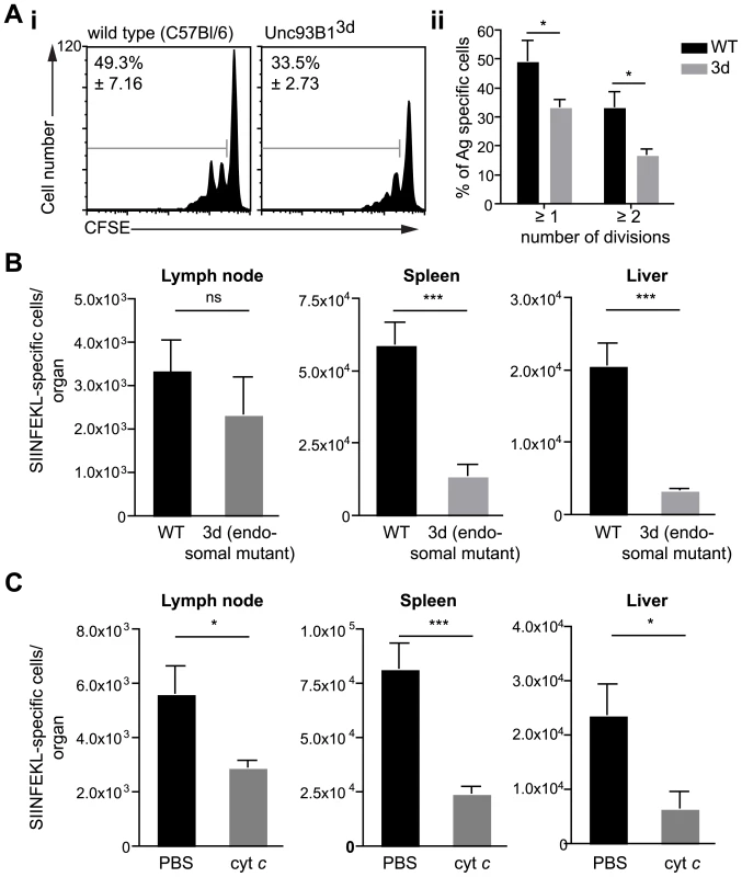 Antigen presentation by DCs occurs via the endosome-to-cytosol pathway.