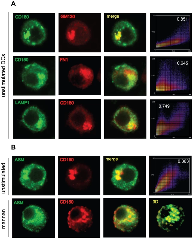 ASM is co-transported with CD150 from lysosomal compartments upon DC-SIGN ligation.