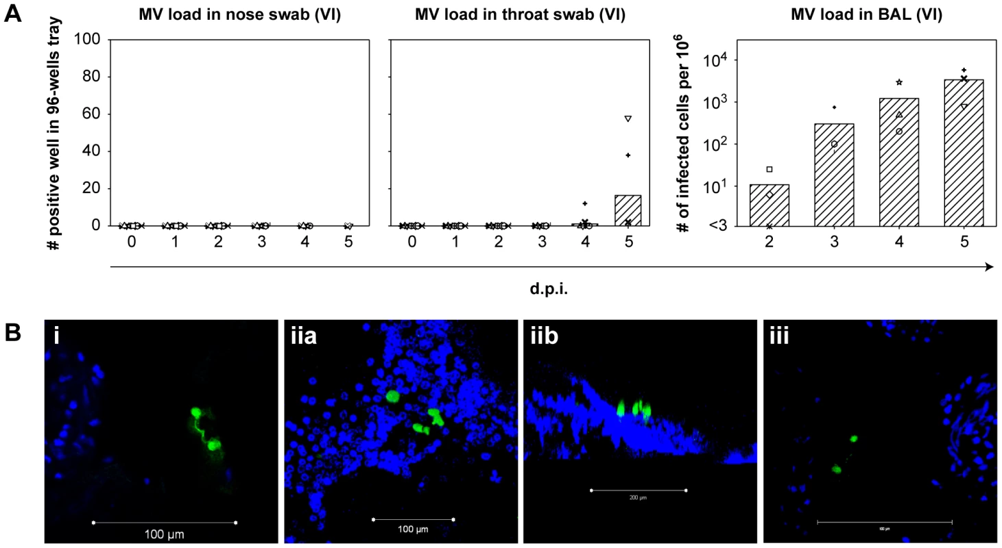 Early rMV<sup>KS</sup>EGFP replication in the respiratory tract.