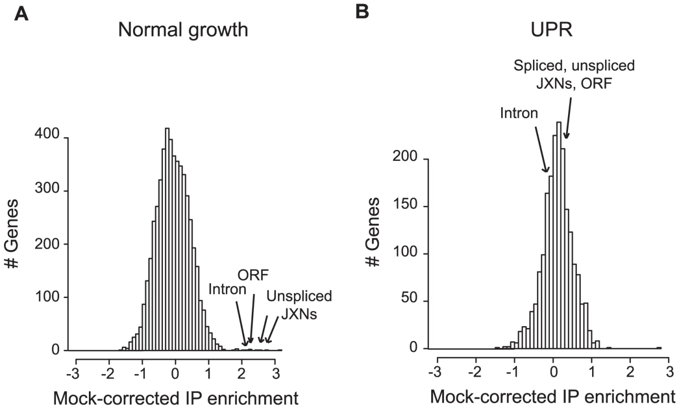 Ypt1 associates <i>in vivo</i> <b>with unspliced </b><b><i>HAC1</i></b> <b>in a UPR–dependent manner.</b> 