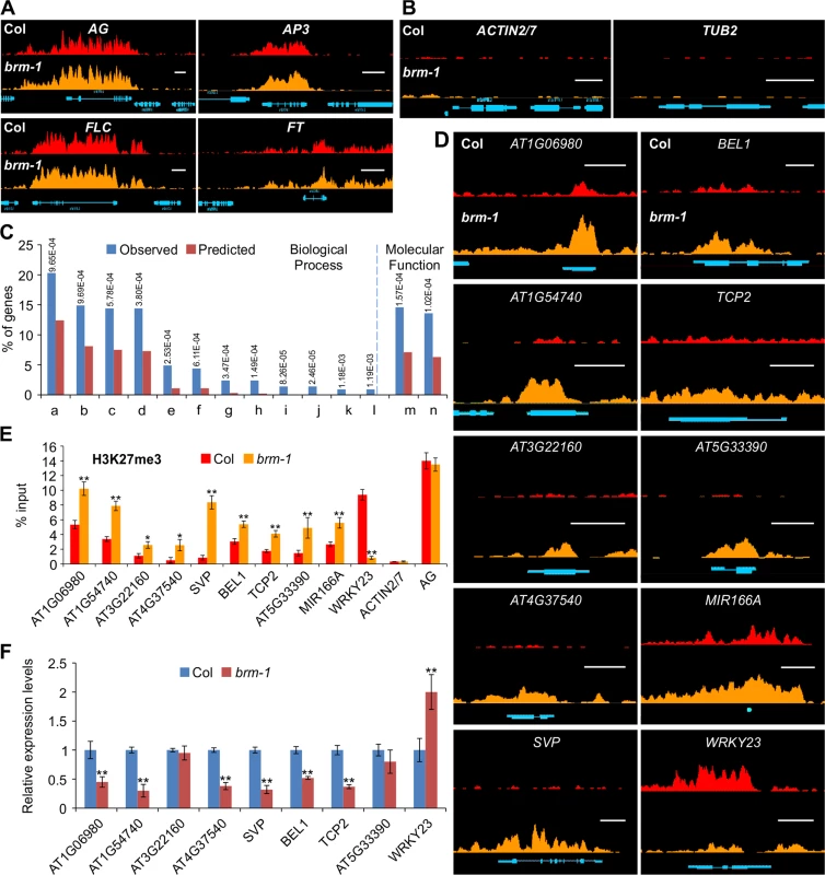 Loss-of-function of <i>BRM</i> results in changes of H3K27me3 distribution over several hundred endogenous genes.