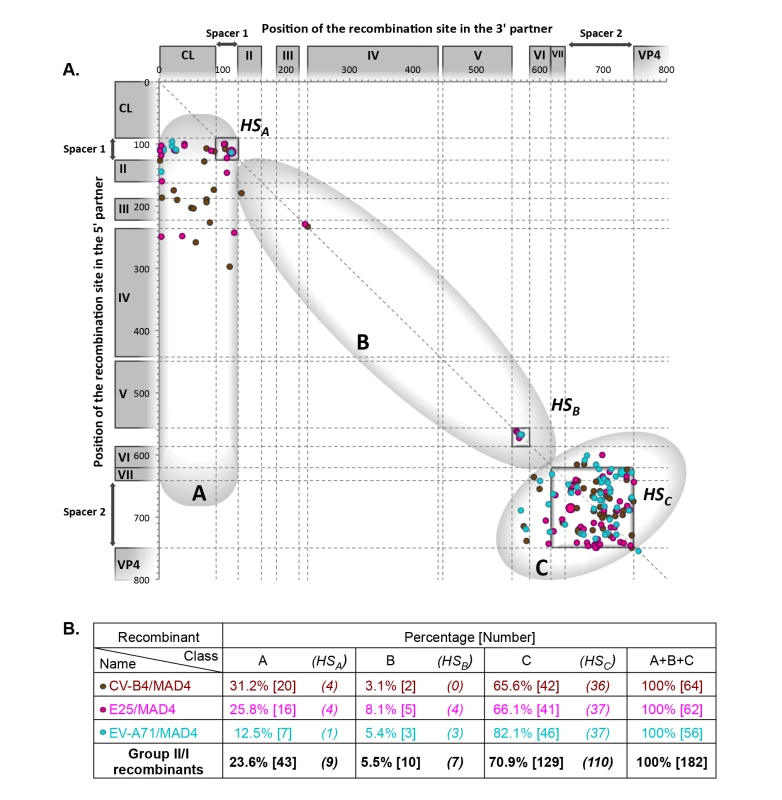 Location of recombination sites in group II/I recombinants.