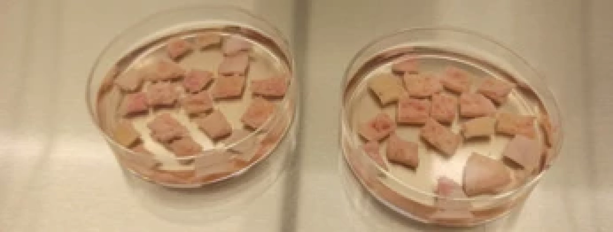 Čtverečky kortexu (5 × 5 mm) připraveny pro kryokonzervaci. Fig. 4. Cortex squares (5 × 5 mm) prepared for cryopreservation.