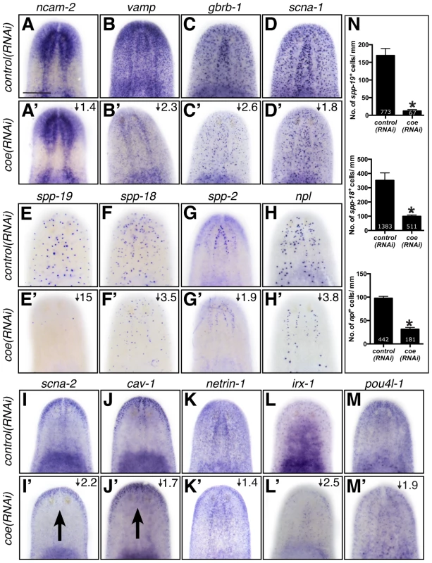 The expression pattern of nervous system genes downstream of COE is changed or severely reduced following <i>coe</i> RNAi.