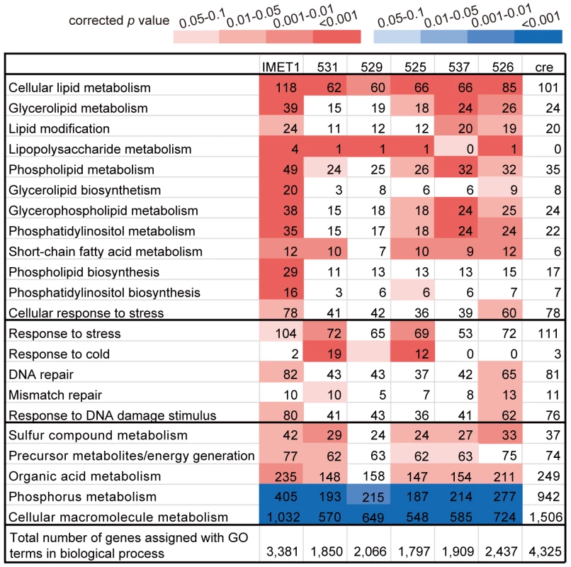 Functional conservation and variation of the <i>Nannochloropsis</i> genomes.