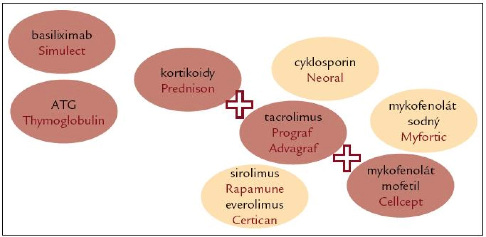 Imunosuprese u transplantace ledviny.