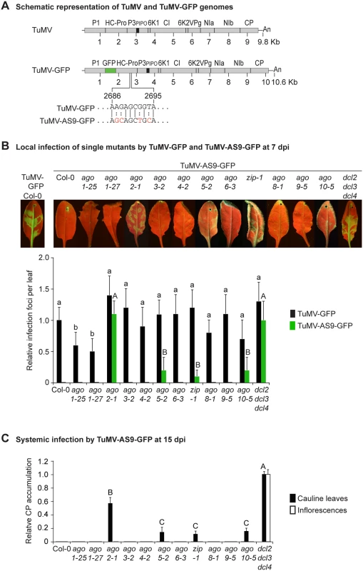 Local and systemic infection of <i>A</i>. <i>thaliana</i> single <i>ago</i> mutants by TuMV-GFP and TuMV-AS9-GFP.