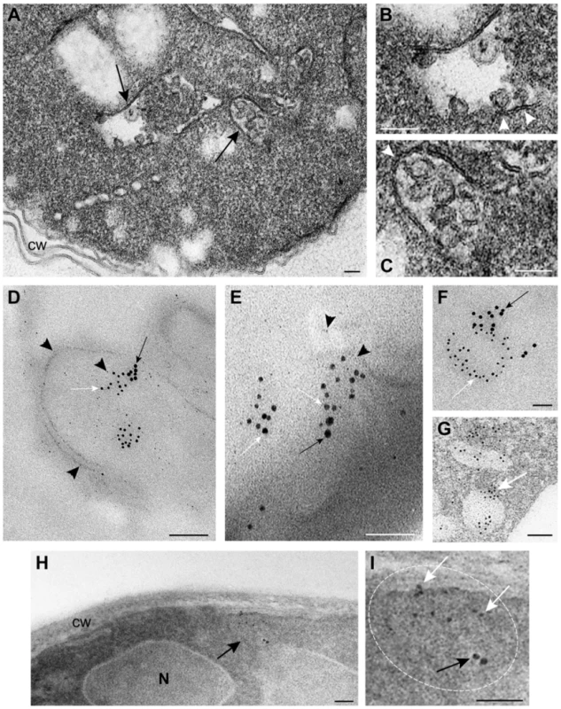 TBSV VRCs assemble in yeast intracellular membranes that contain p33, viral dsRNA and the ESCRT protein Vps4p.