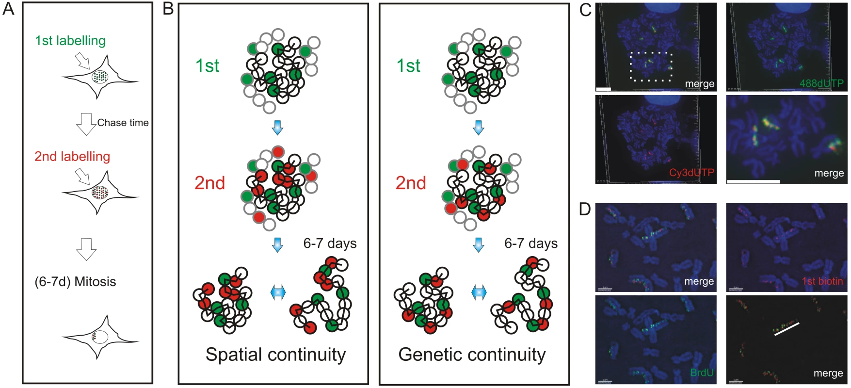 Double-labeled replication foci are segregated in specific regions of mitotic chromosomes.