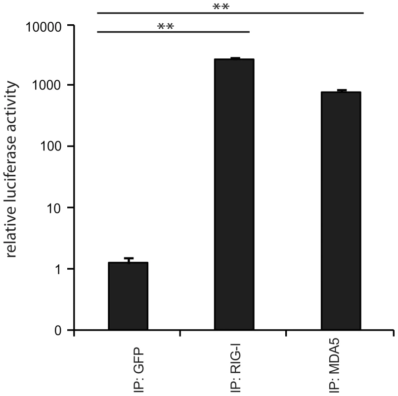 Immunoprecipitation of RLR-associated RNA from 24 h MeV infections.