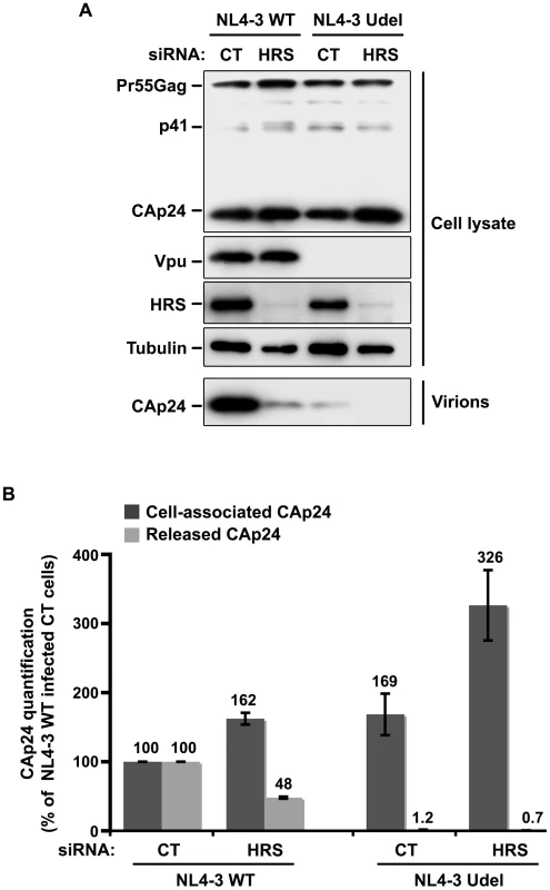 Impact of HRS depletion on the release of Vpu defective HIV-1 particles.