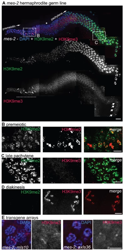 <i>mes-2</i> is required for wild-type H3K9me3 levels.