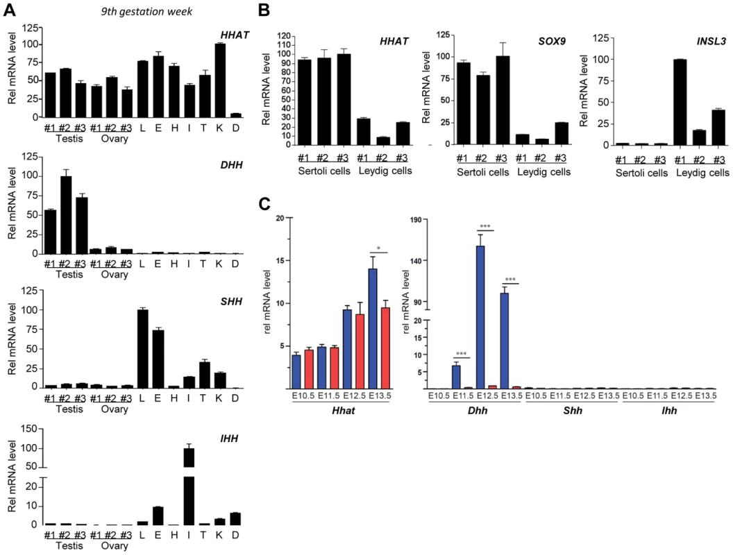 HHAT is widely expressed during human fetal development and post-natal life.