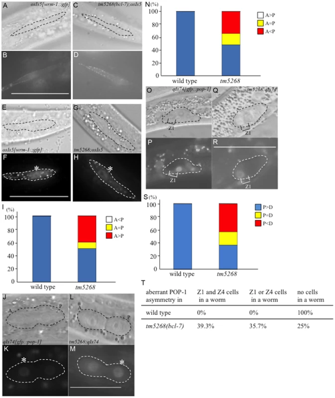 BCL-7 is involved in the asymmetric localization of Wnt components in <i>Caenorhabditis elegans</i>.