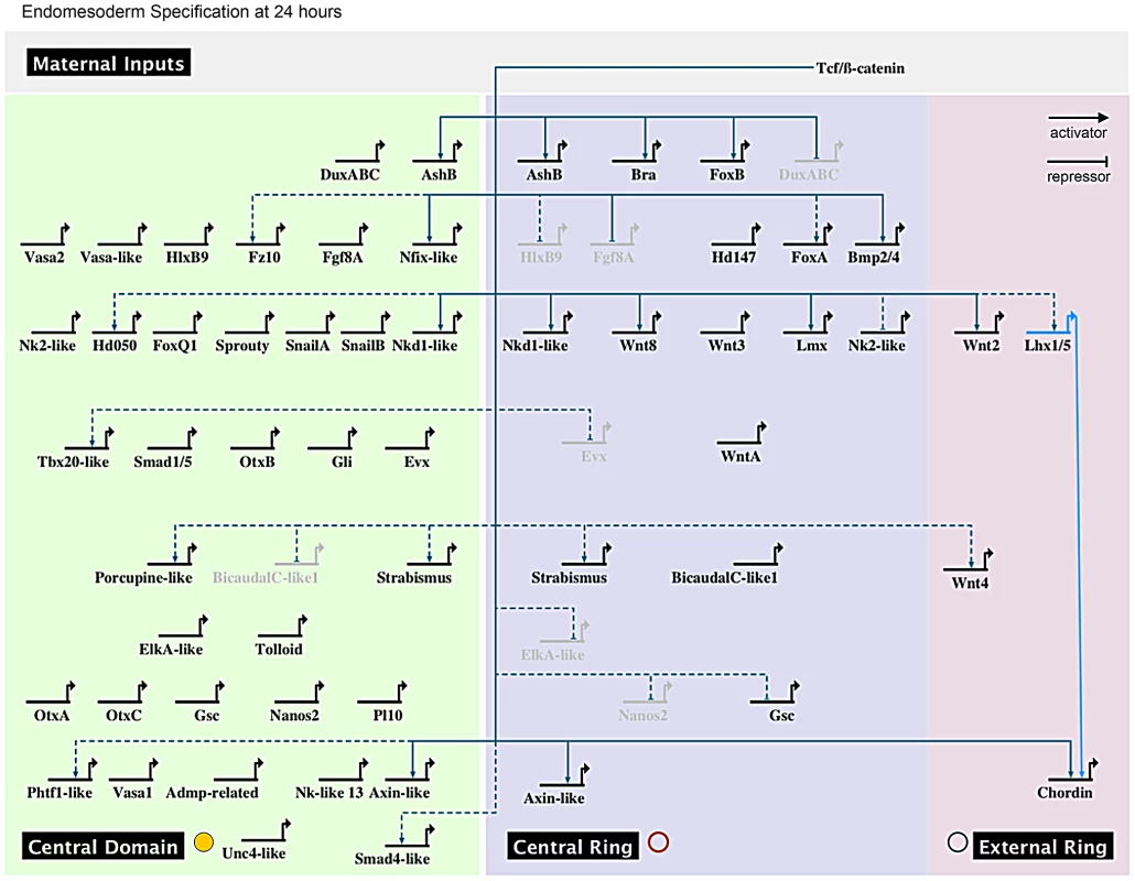 Provisional gene regulatory network orchestrating endomesoderm formation in the cnidarian <i>N. vectensis</i>.