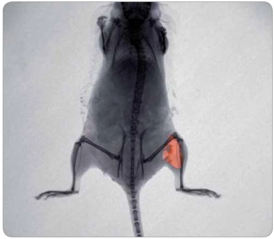 Myš s injekčně aplikovaným cytostatikem doxorubicinem o koncentraci 2 mg/ml do levého stehenního svalu (2 mm pod povrch). Fotografie byla pořízena při excitaci 480 nm a emisi 600 nm, teplota 37 ºC, myš udržována po celou dobu v anestezii. Analýza byla provedena přístrojem In Vivo Xtreme (Care stream, USA).