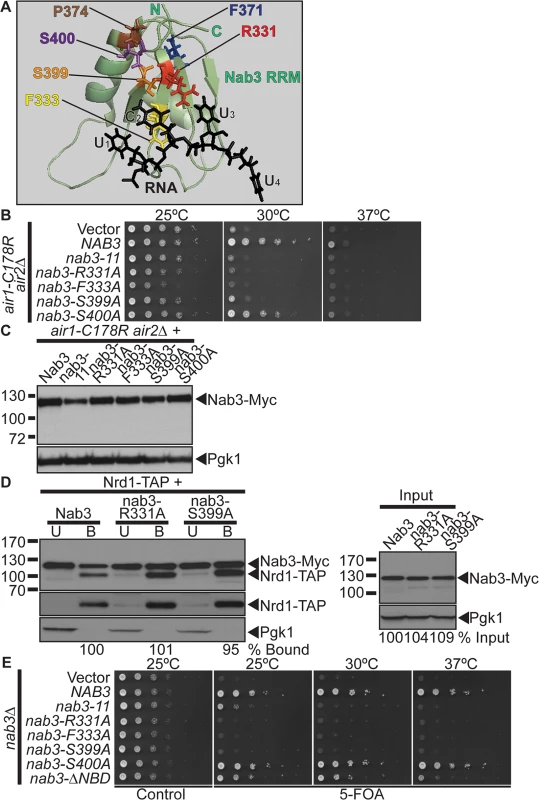 Nab3 RNA recognition motif is essential for suppression of <i>air1/2</i> thermosensitive growth.