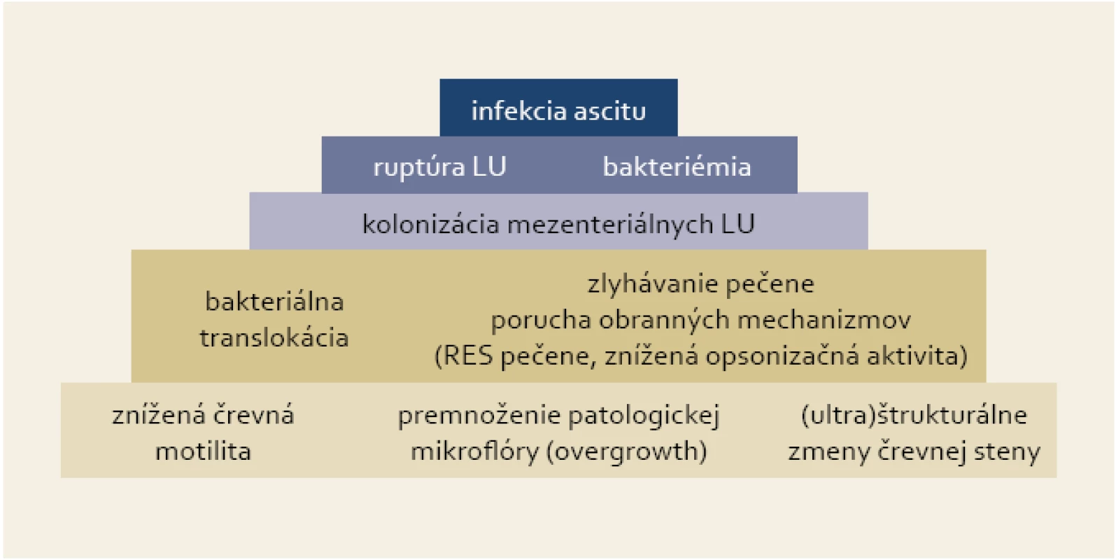 Pyramída dejov vedúcich k infekcii ascitu v prípade SBP.
Fig. 1. Pyramid of events resulting in ascites infection in the case of SBP.