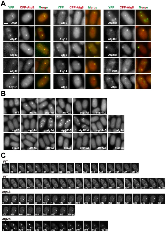 Subcellular localization of fission yeast autophagy factors.