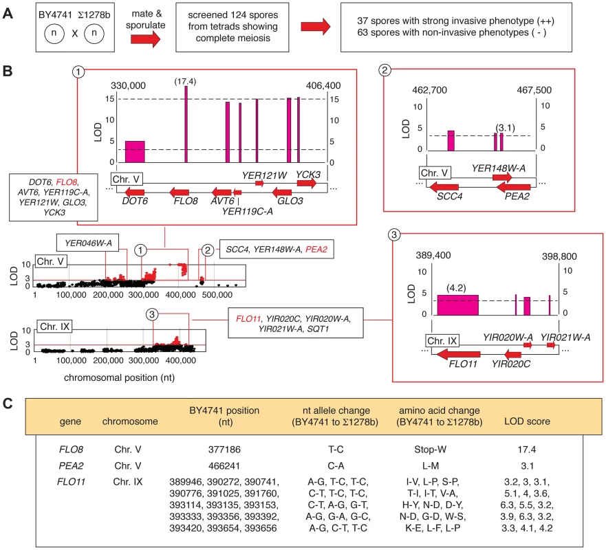 Identification of alleles linked with invasive growth in meiotic progeny from the BY4741-by-Σ1278b cross.