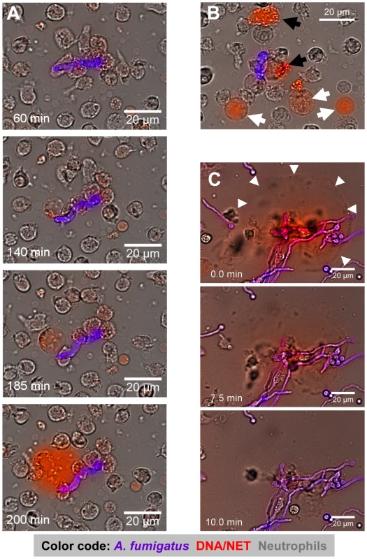 Time-lapse widefield microscopy of NET formation by neutrophils co-incubated with swollen conidia of <i>A. fumigatus</i>.