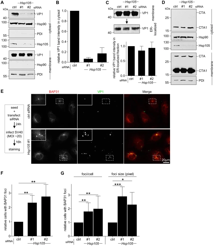 Hsp105 is indispensable for SV40 cytosol arrival.