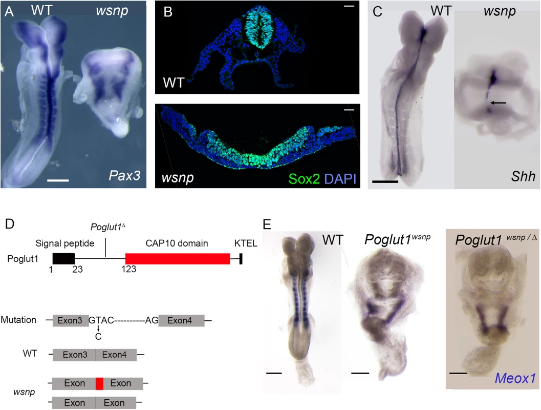 <i>wsnp</i> is a null allele of <i>Poglut1</i>.