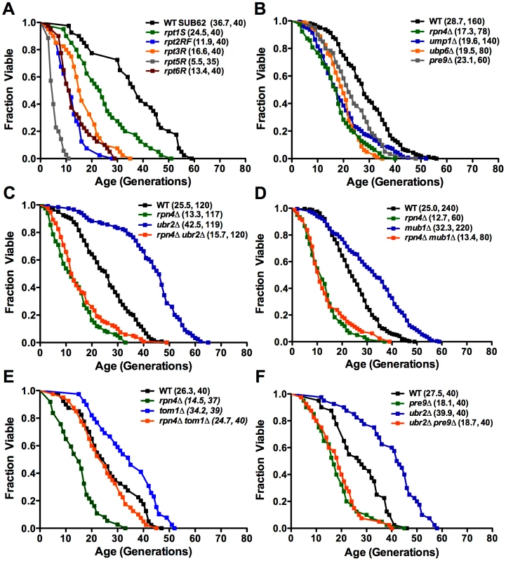 Replicative lifespan in cells with proteasome-related gene mutations or deletions.