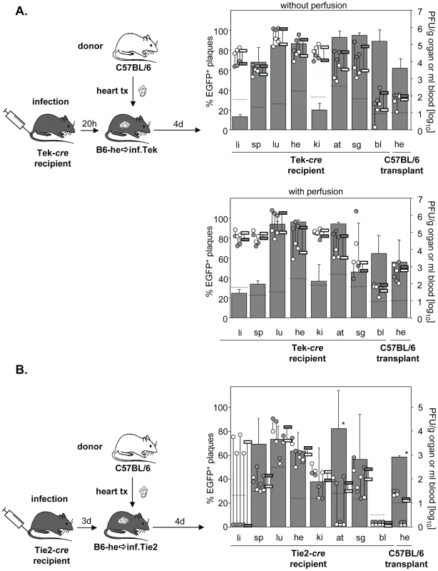 Minor colonization of heart transplants via secondary viremia.