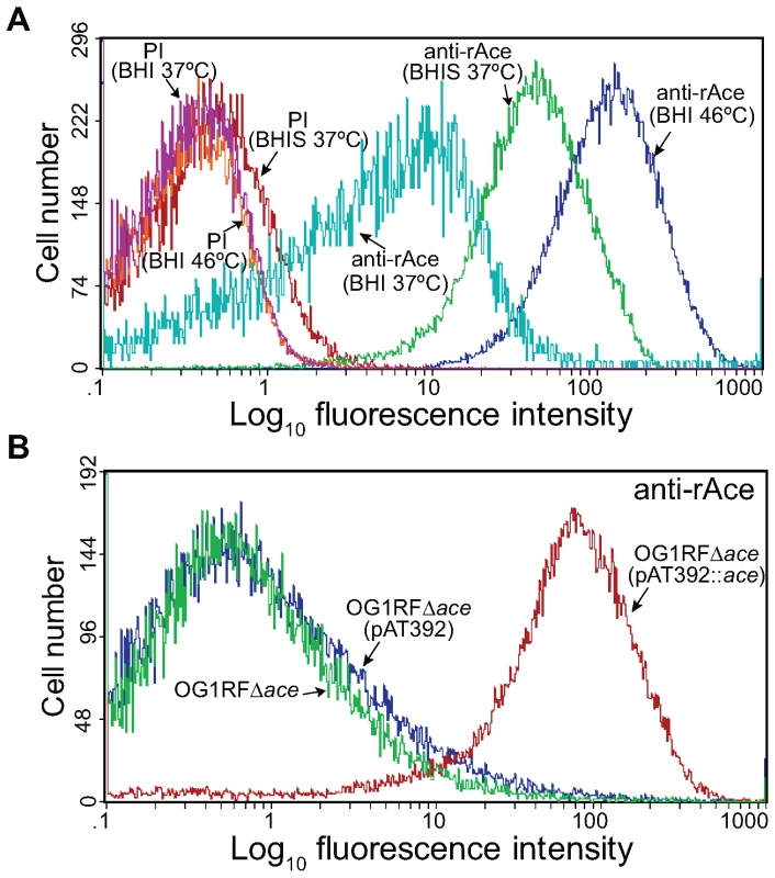 Flow cytometry analysis of cell surface expression of Ace by <i>E. faecalis</i> OG1RF, its isogenic <i>ace</i> deletion mutant and its <i>in trans</i> complemented <i>ace</i> deletion mutant.
