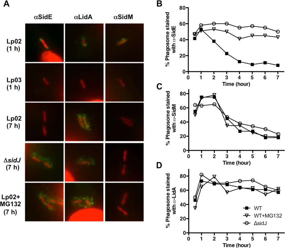 SidJ mediated the disappearance of SidE proteins from the LCV at later time points of infection.