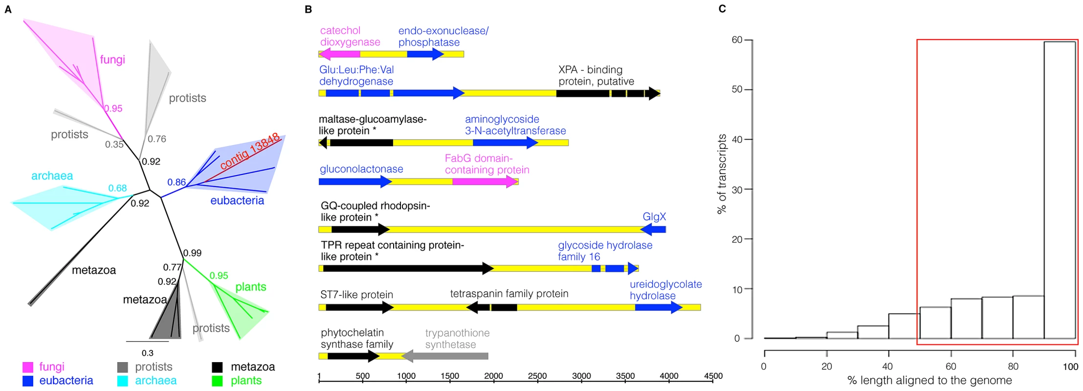 Foreign genes in the <i>A. ricciae</i> genome.