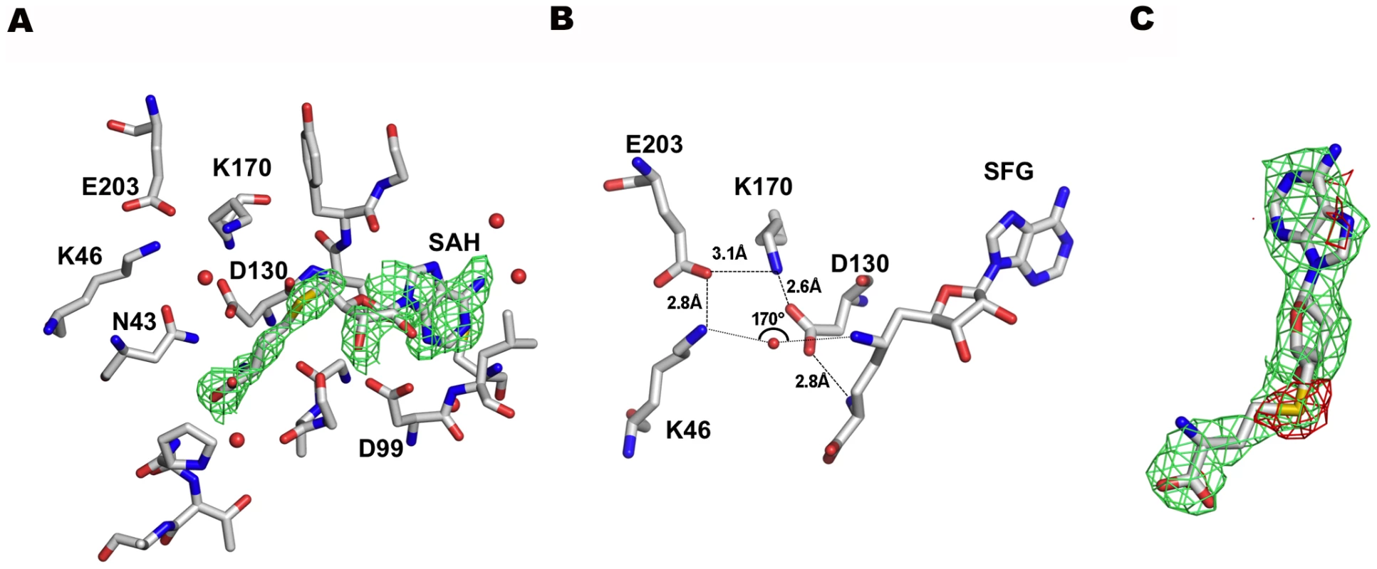The SAM binding site of nsp16.