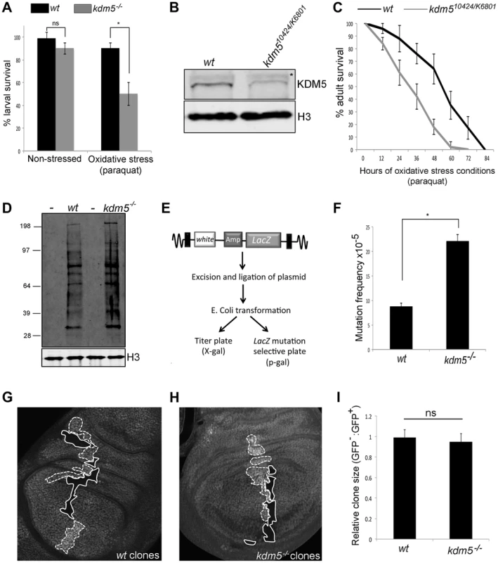 Reducing KDM5 affects cellular levels of oxidative stress.