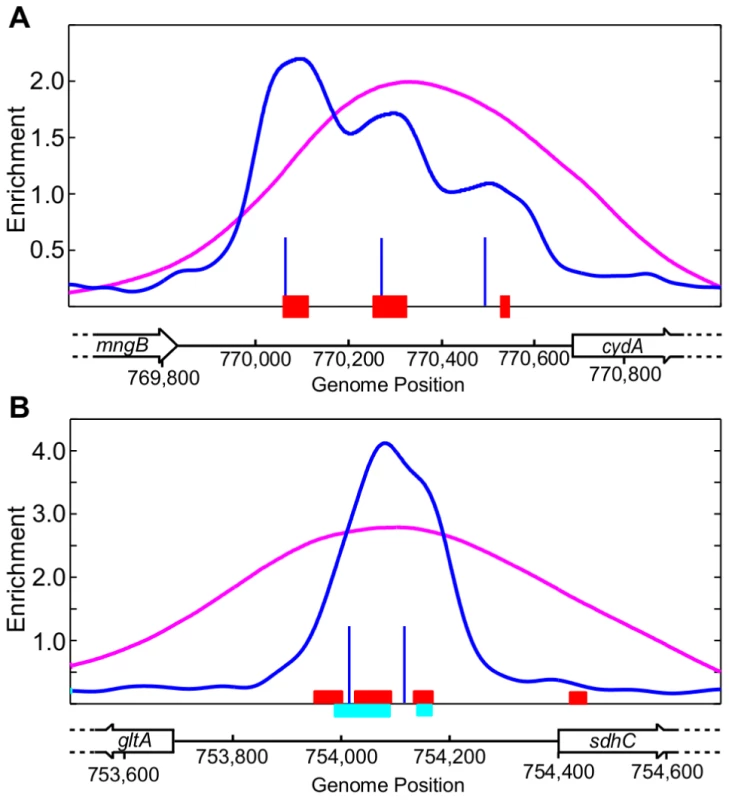 Examples of multiple ArcA binding regions identified within an intergenic region by ChIP-seq.