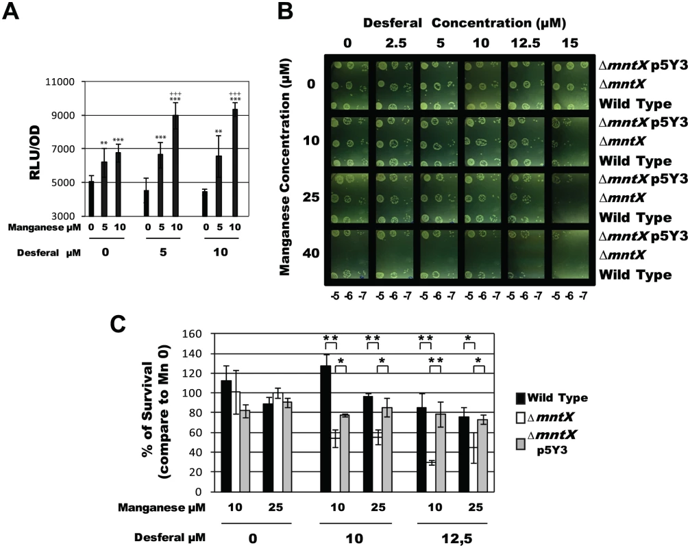 MntX protects <i>N. meningitidis</i> from Mn cytotoxicity exacerbated in low iron condition.