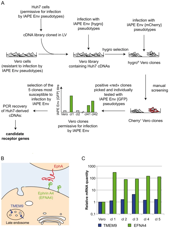 Screening strategy and identification of cDNA clones for the IAPE receptor.