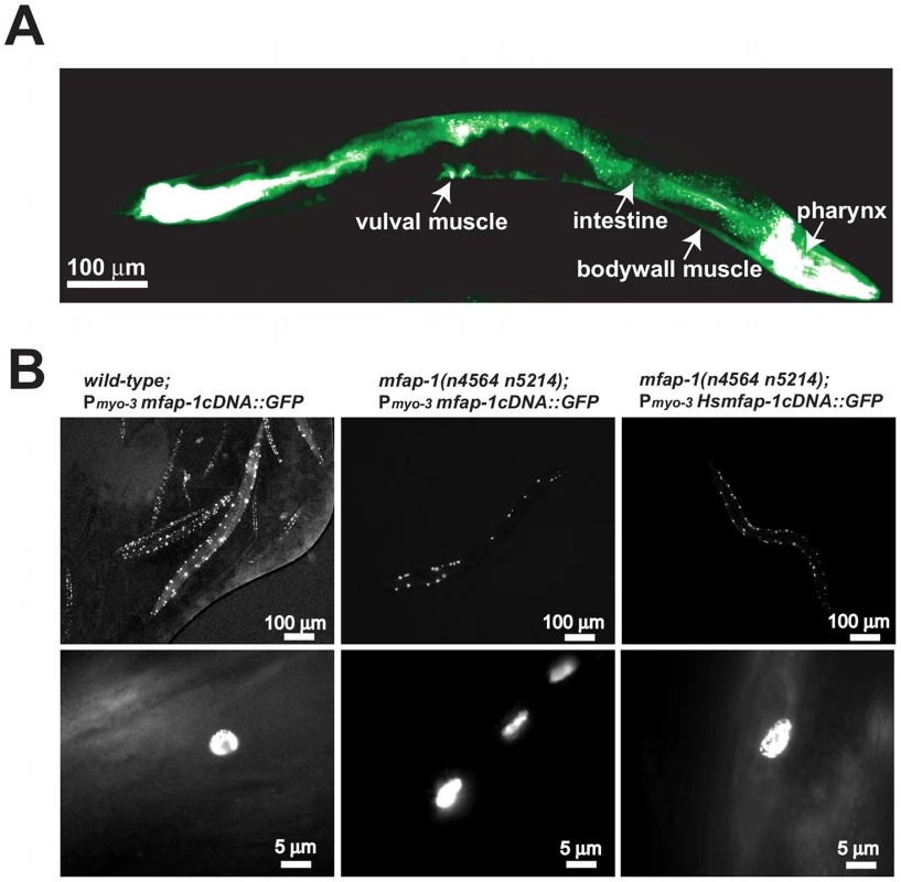 MFAP-1 is a nuclear protein expressed in multiple tissues.
