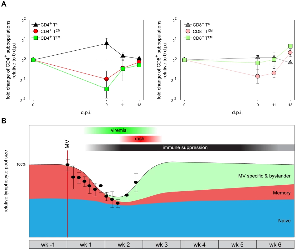 A model for measles immune suppression.