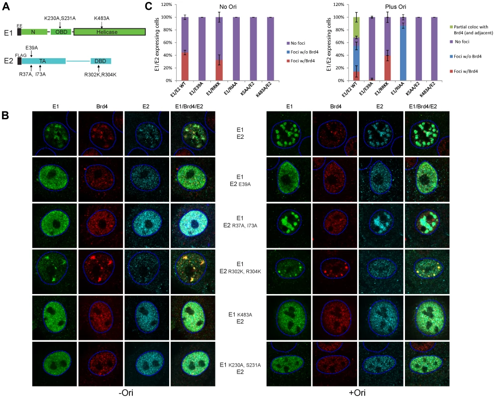 Analysis of the E1–E2 functions required for localization of Brd4 to nuclear E1–E2 foci in the presence and absence of viral origin containing DNA.