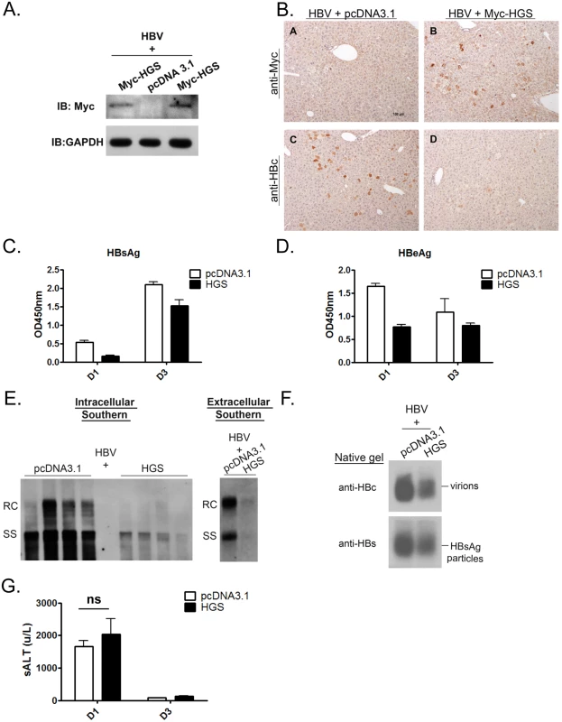 Overexpressed HGS significantly suppressed HBV replication <i>in vivo</i>.